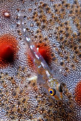 Tiny goby on a cushion star. Picture taken on the second ... by Anouk Houben 